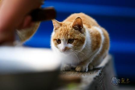 色之狼作品:偷腥的猫