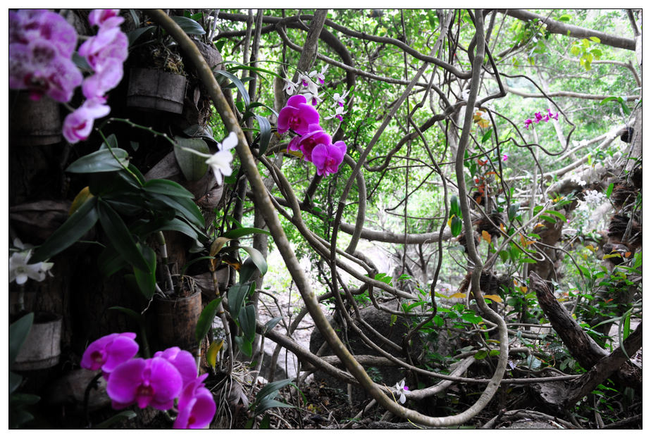 野生蝴蝶兰的生长环境图片