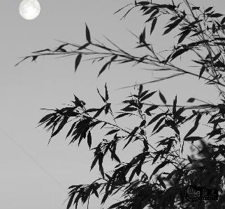 chk502作品:月光下的竹子