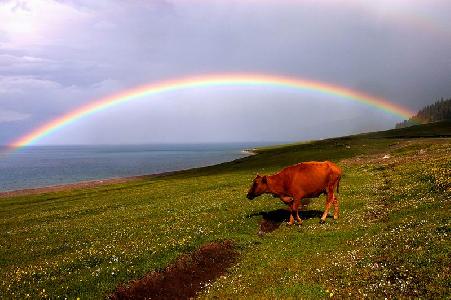 wyj9556作品:彩虹牛