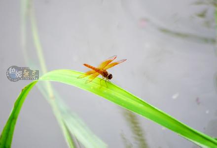 怆海作品:蜻蜓