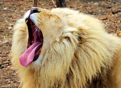 chuanjiang作品:血盆大口